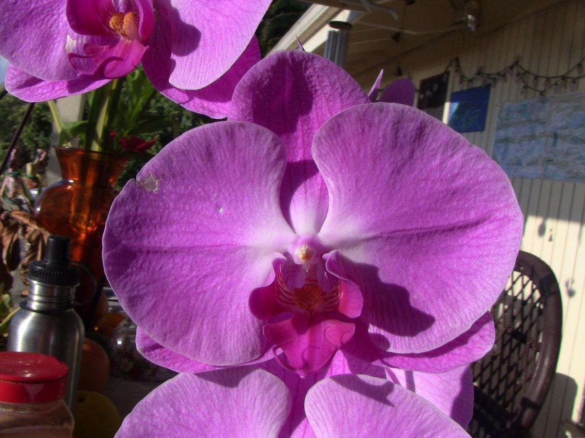 Kona Hawaii Guest House A Unique Hawaii Experience Keauhou Buitenkant foto
